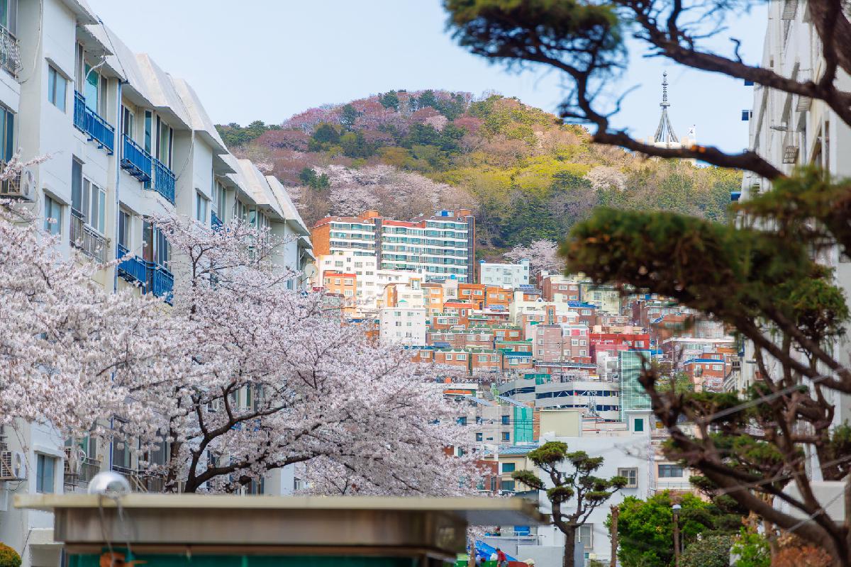 동대신2동 삼익아파트 벚꽃 전경