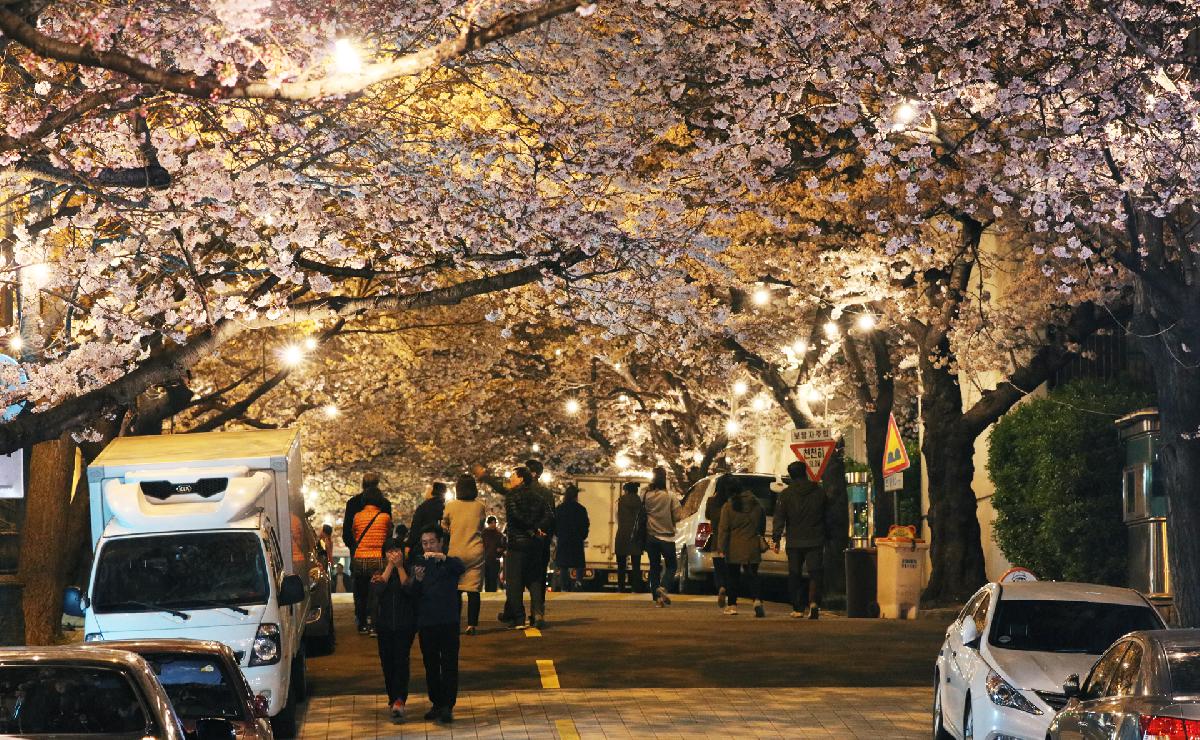 삼익아파트 벚꽃길