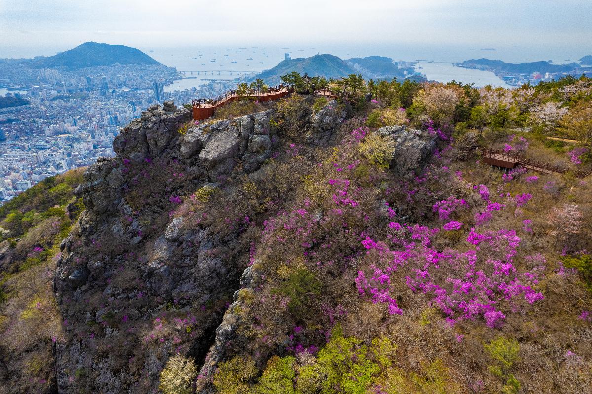 구덕산 산철쭉 전망대 항공 전경