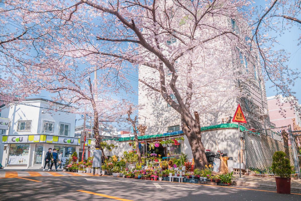 2021 삼익아파트 벚꽃