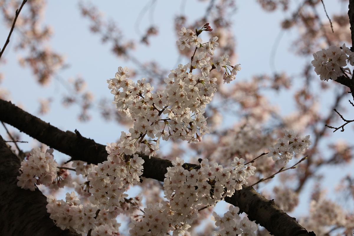 삼익아파트 벚꽃길