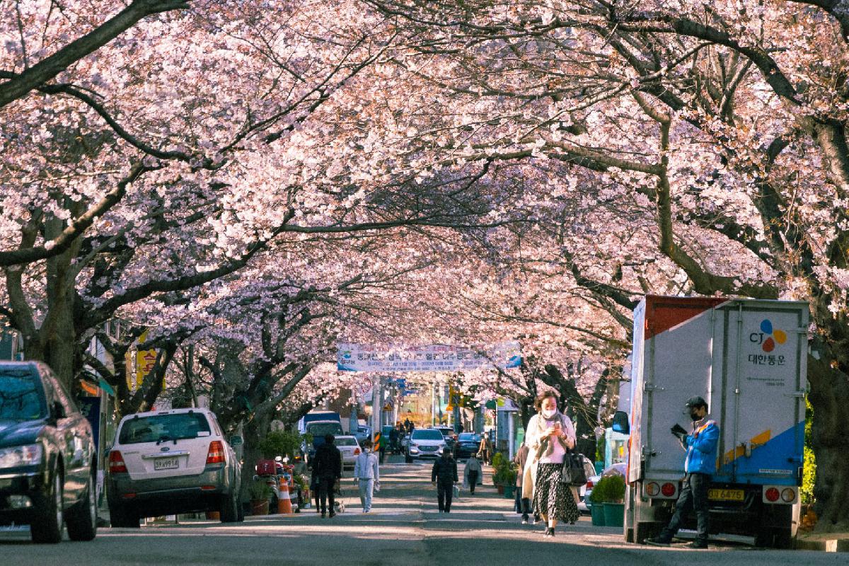 2020 동대신동 삼익아파트 벚꽃 전경