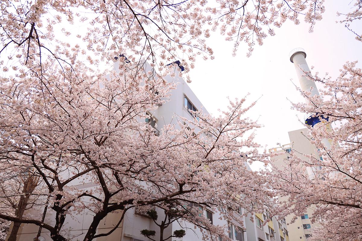 동대신동 삼익아파트 벚꽃풍경