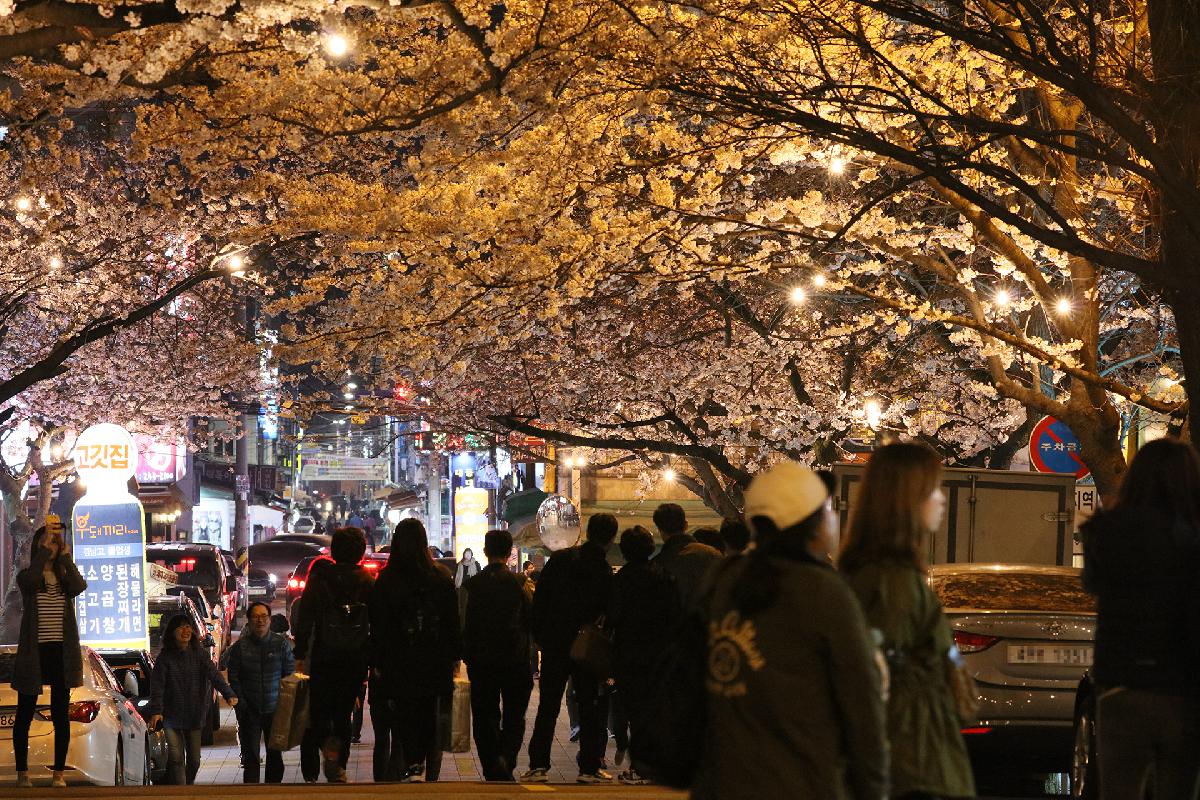 삼익아파트 벚꽃길