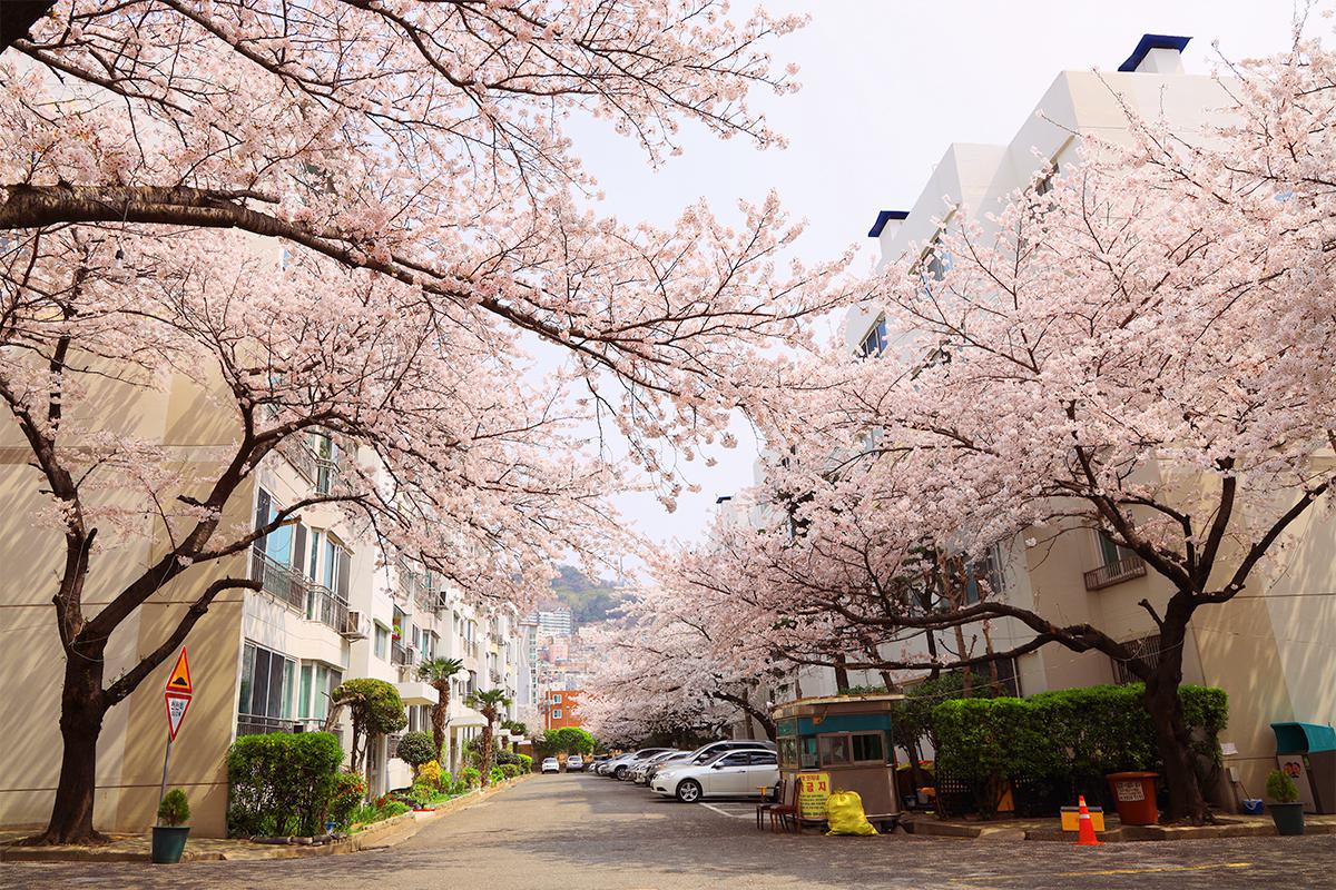 동대신동 삼익아파트 벚꽃풍경