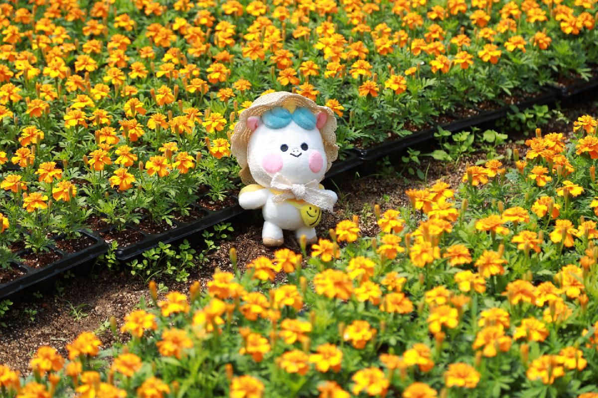 양묘장 여름초화