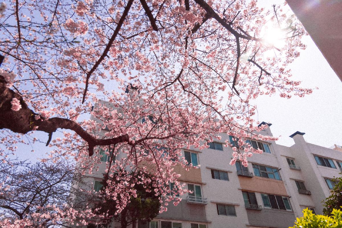 2020 동대신동 삼익아파트 벚꽃 전경