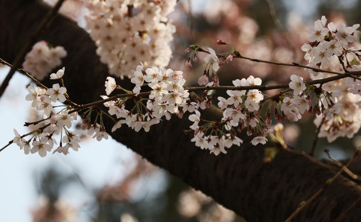 삼익아파트 벚꽃길