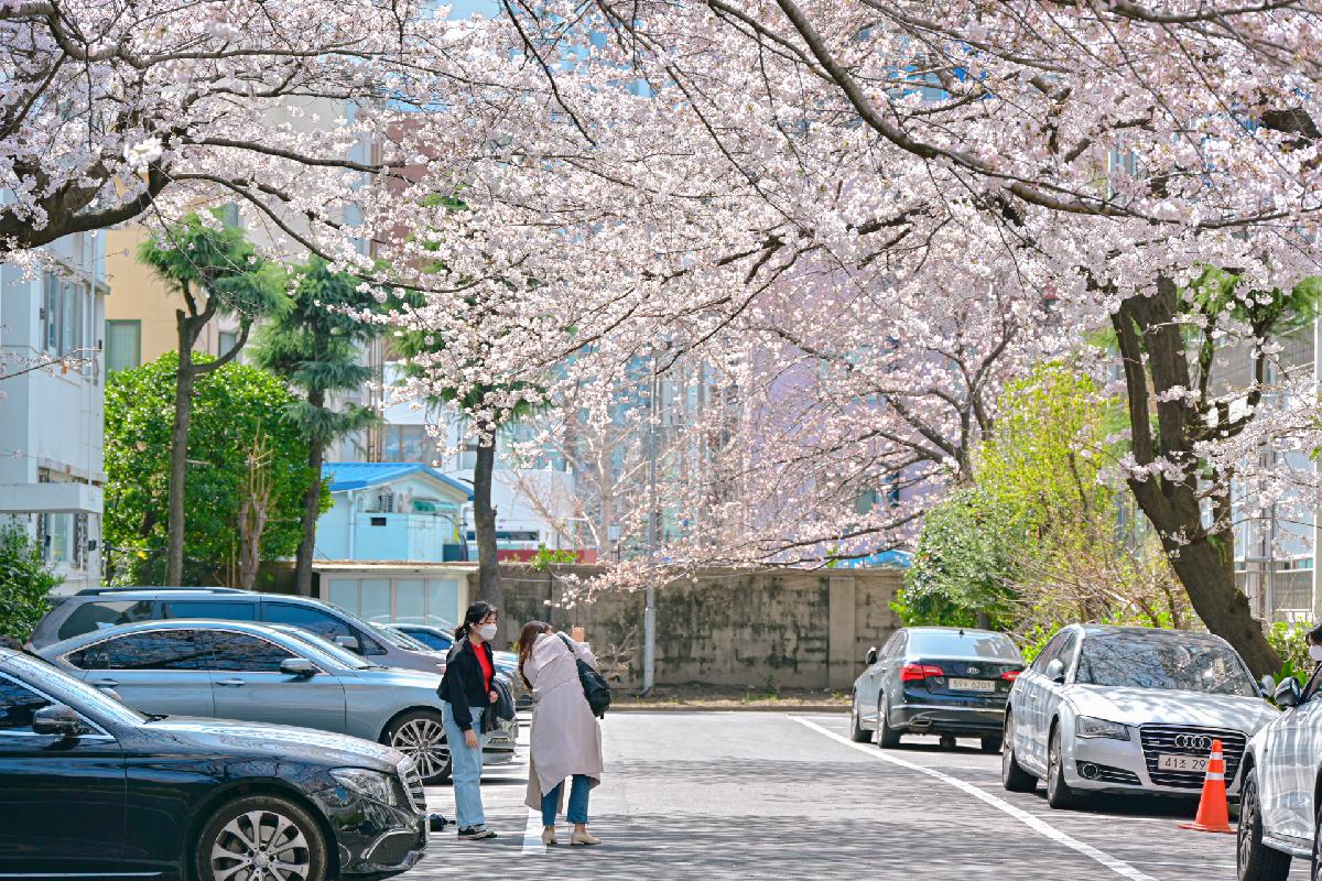 2022년 서구 관내 봄꽃 사진