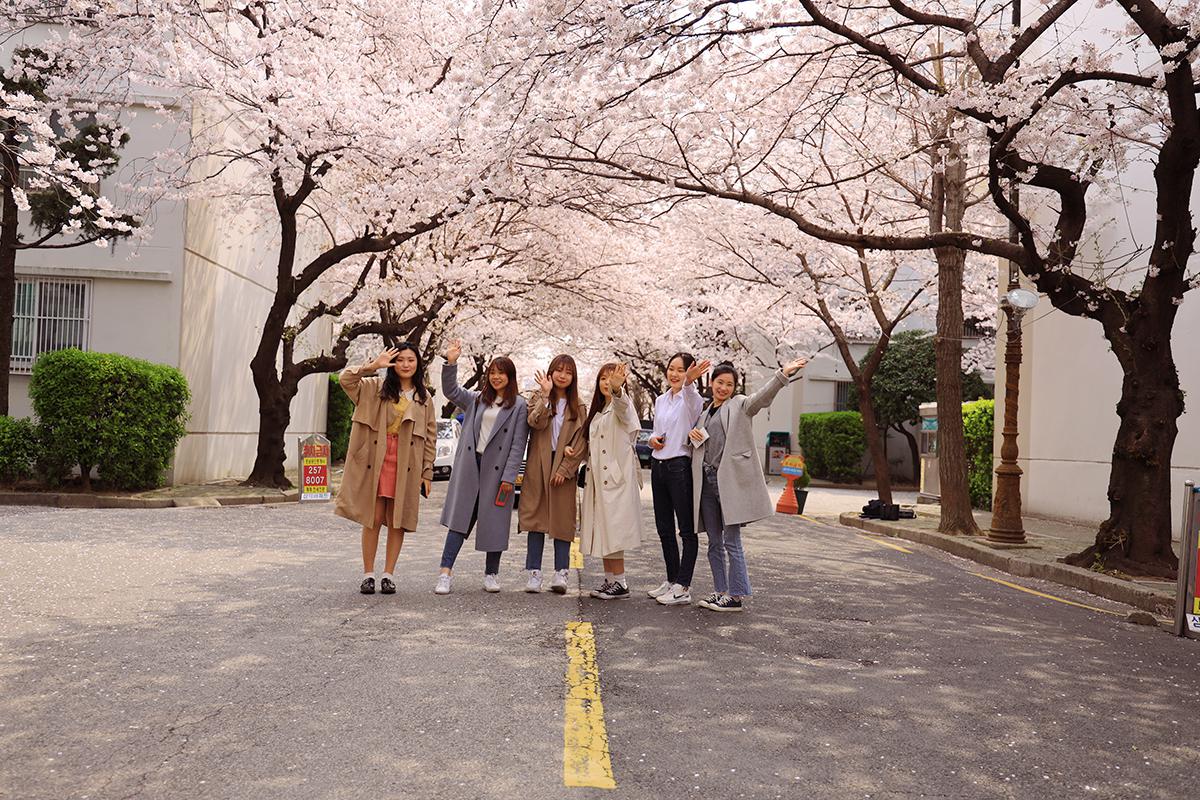 동대신동 삼익아파트 벚꽃풍경