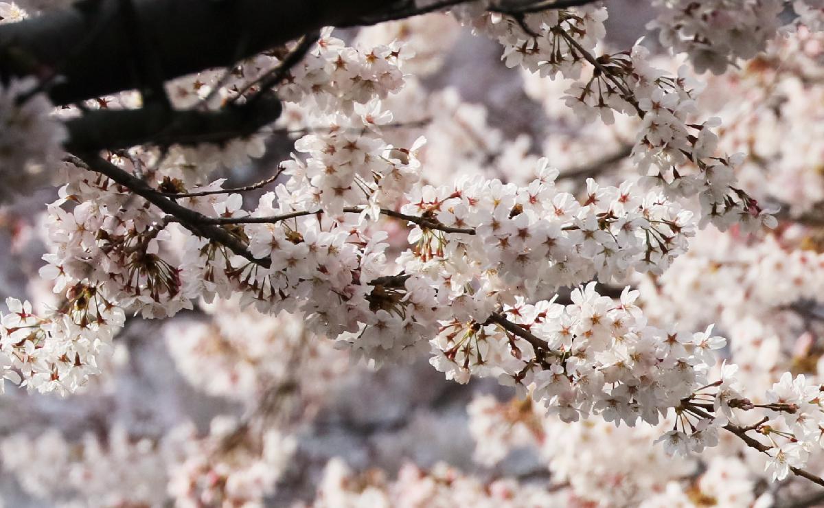 삼익아파트 벚꽃길