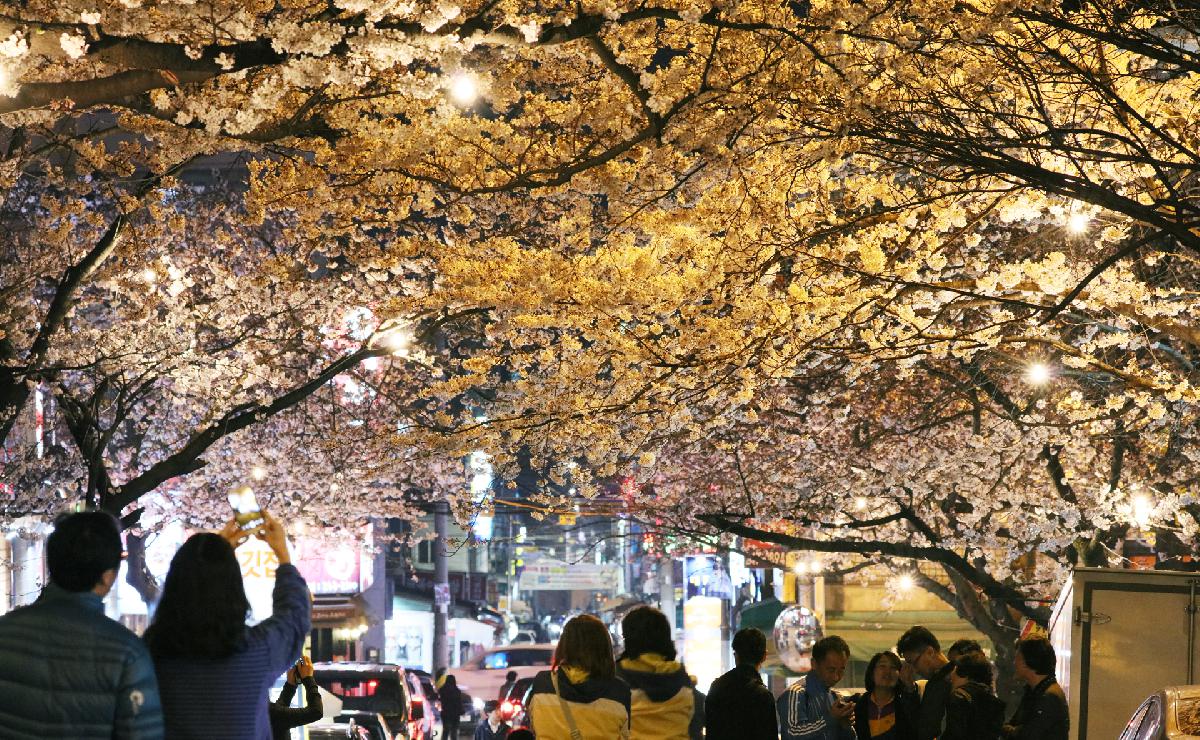 삼익아파트 벚꽃길