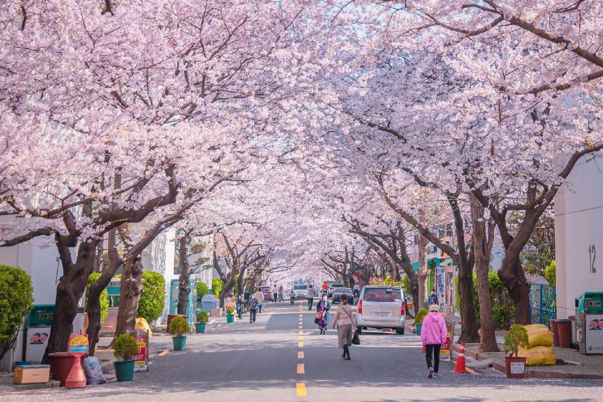 2021 삼익아파트 벚꽃