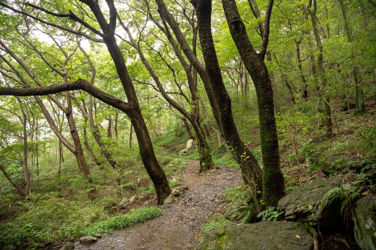 2019 구덕문화공원 편백숲길