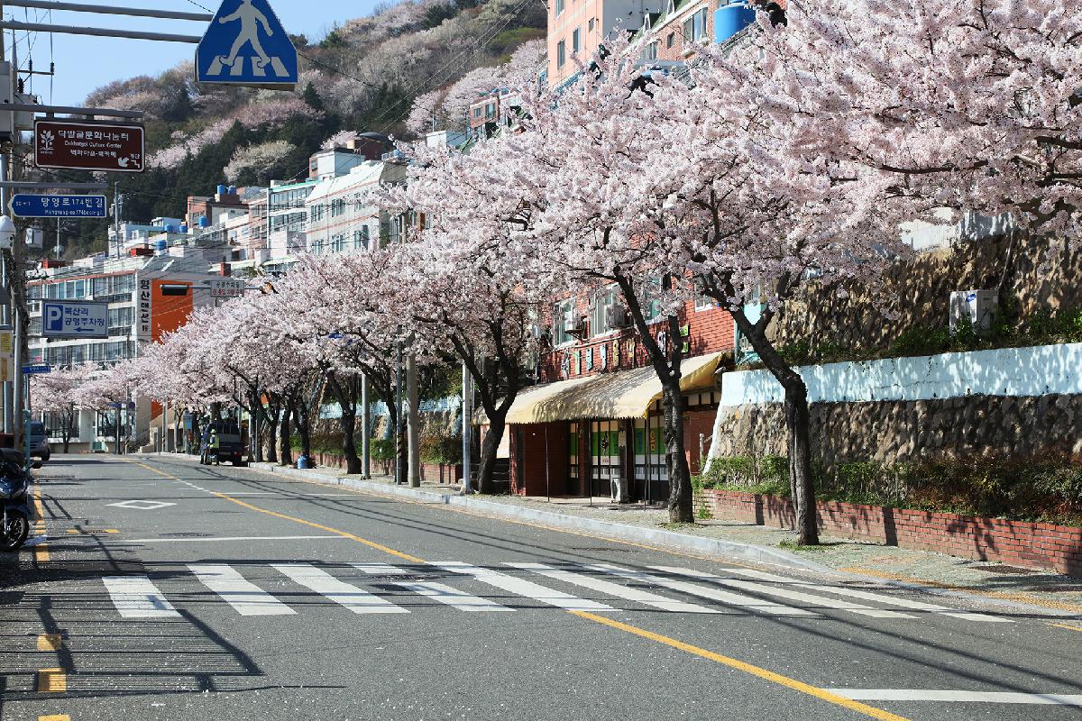 닥밭골 소망계단 벚꽃길