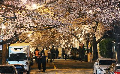 삼익아파트 벚꽃길