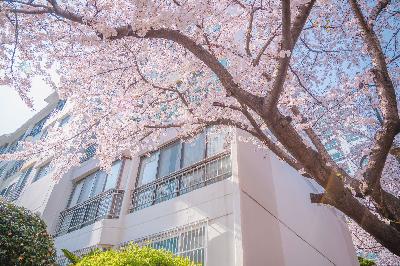 2021 삼익아파트 벚꽃