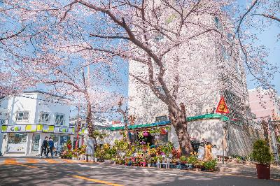 2021 삼익아파트 벚꽃