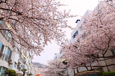 동대신동 삼익아파트 벚꽃풍경