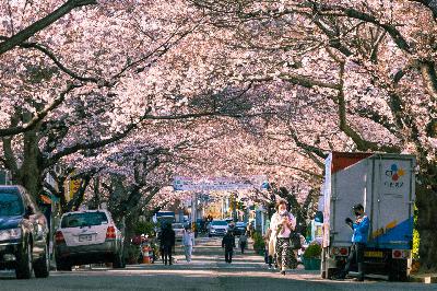 사진