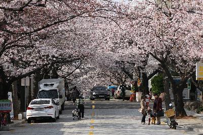삼익아파트 벚꽃길