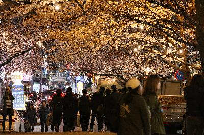 삼익아파트 벚꽃길