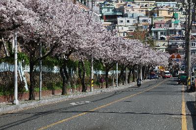 닥밭골 소망계단 벚꽃길