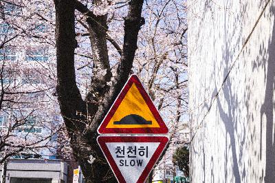 2020 동대신동 삼익아파트 벚꽃 전경