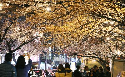삼익아파트 벚꽃길