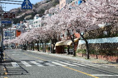 닥밭골 소망계단 벚꽃길