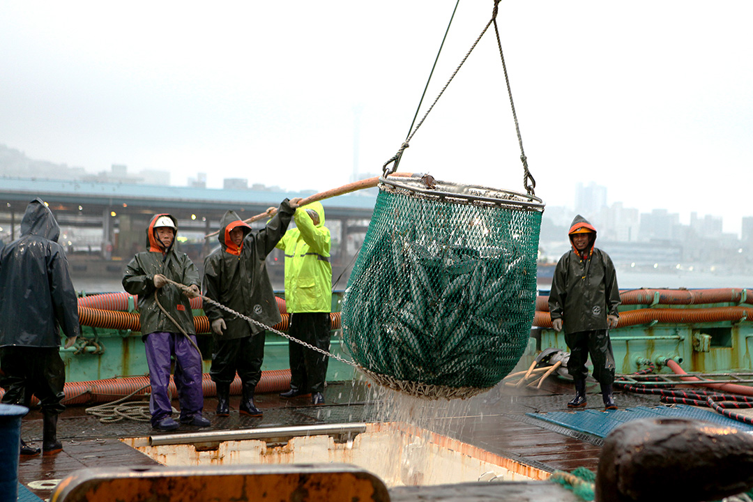 23. 부산공동어시장(Busan Cooperative Fish Market)