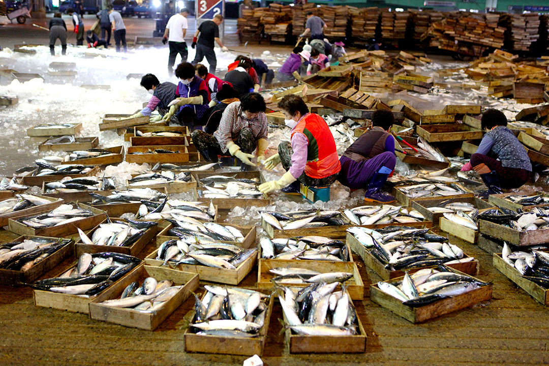 23. 부산공동어시장(Busan Cooperative Fish Market)