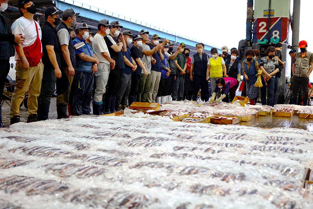 23. 부산공동어시장(Busan Cooperative Fish Market)